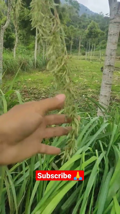 bunga serai | kembang serai 2023