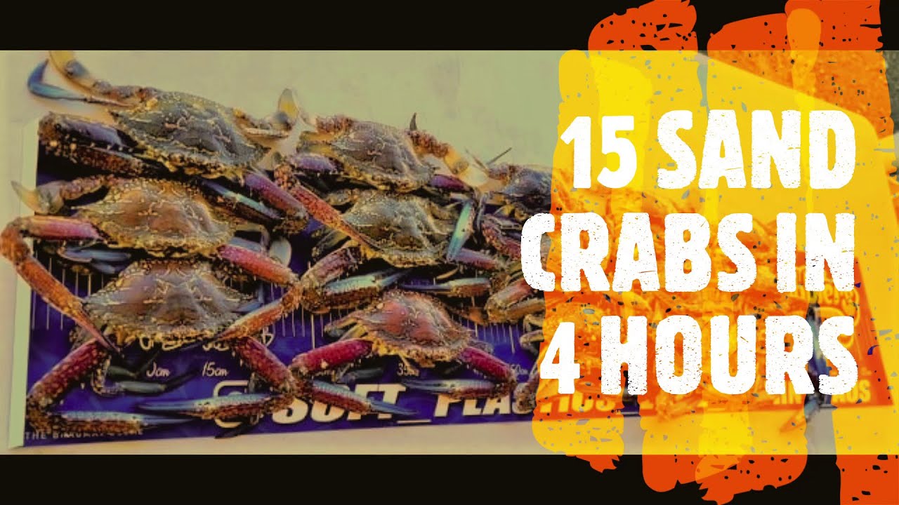 6 CRAB POTS4 HOURS15 LEGAL SAND CRABS (BLUE SWIMMERS) HOW DID WE