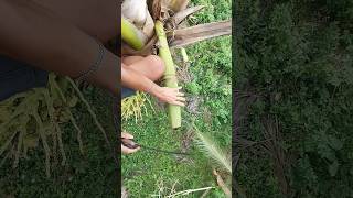 Making wine from Coconut tree by cutting the coconut flower tip 🌹🌴 #wine #coconut #cutting #making