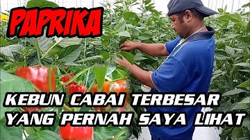 PERKEBUNAN PAPRIKA TERBESAR YANG PERNAH SAYA LIHAT