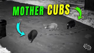 Mother Bear and Cubs Exploring the Area