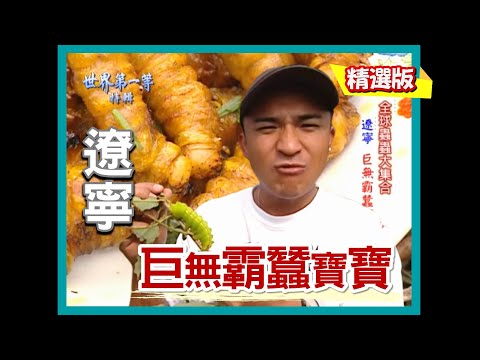 【遼寧】鳳城柞蠶 巨無霸蠶寶寶 ｜《世界第一等》220集小馬精華版