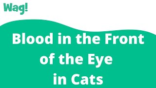 Blood in the Front of the Eye in Cats | Wag!