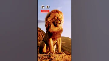 دع الأسد يزأر Let The Lion Roar Shorts Short Animals Funny Lion Youtubeshorts 