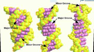 DNA Structure, Supercoiling & Melting Curves