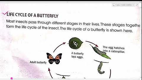 CLASS 3 SCI ANIMALS : COMMON INSECTS