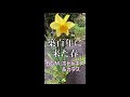 築百年の家にも春が来た(BGM:ホトトギス&カラス)【のんびりアラフォー】#shorts