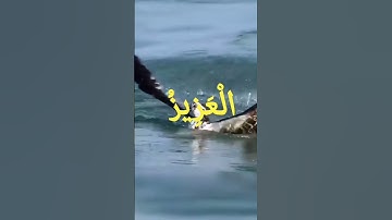 القارئ الشيخ عبد الباسط عبد الصمد سورة سورة الحشر