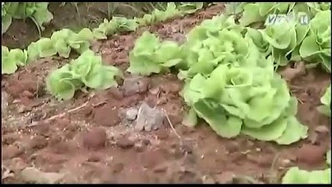 Tác hại của thuốc bảo vệ thực vật