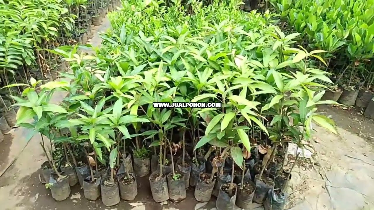 Super Unggul ! Bibit Mangga Gedong Gincu Asli