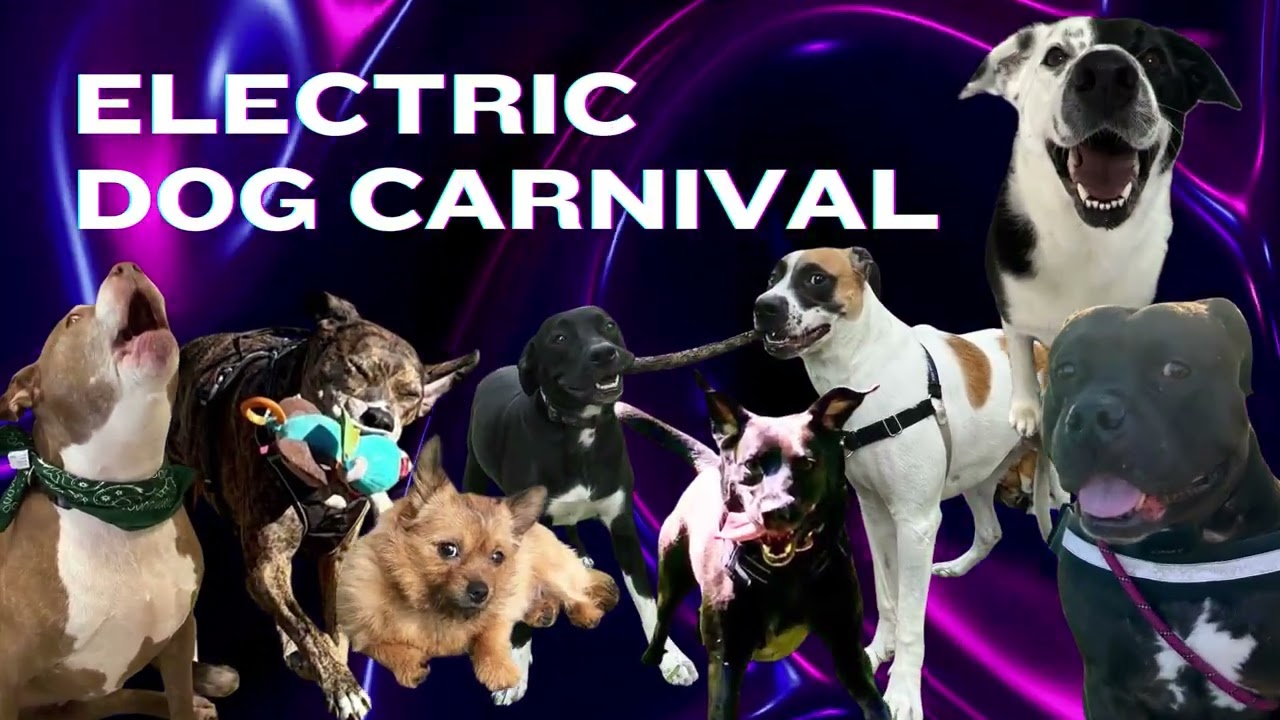 BarkHaven - Electric Dog Carnival (EDC) with Chasenspace