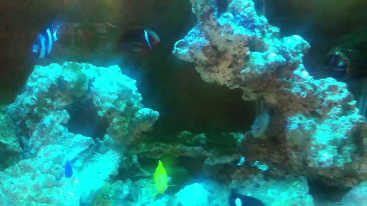 Five Saltwater Fish for sale - YouTube
