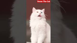 White cat odd eye #shorts #cat #catvideo #subscribe