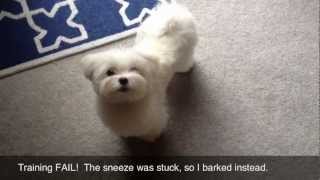 Obi the Maltese Sneezes On Command by Obi and Owen- Maltese 1,056 views 11 years ago 1 minute, 14 seconds