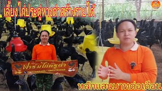 เลื้ยงไก่ประดู่หางดำสร้างรายได้สามารถเลื้ยงเป็นอาชีพหลักเป็นอาชีพเสริมก็ได้ 75-80วันจับขาย