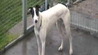 Greyhounds and Lurchers need homes by nusinov 19,901 views 16 years ago 4 minutes, 47 seconds