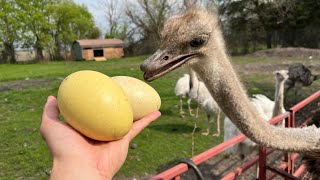 I Fed Kevin’s Eggs to my Ostrich (Remington died)
