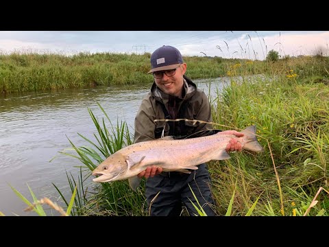 Video: Hvilken Fisk Tilhører Laks?