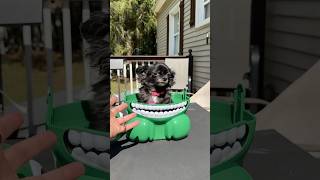 Famous BANBAN FLYING PUDDIN 😱❤️ Profile