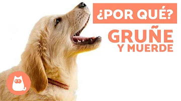 ¿Por qué mi cachorro de 5 meses muerde y gruñe?