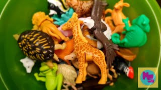 Learning Wild Animals with tiny colorfull toys