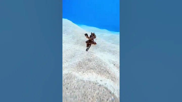 THE PERFECT SHOT WHEN OCTOPUS RUNNING IN SEA WATER | SEA WATER RUNNER | AMAZING CREATURE "OCTOPUS"