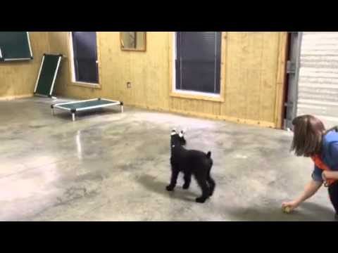 best protection dogs for first time owners Giant Schnauzer