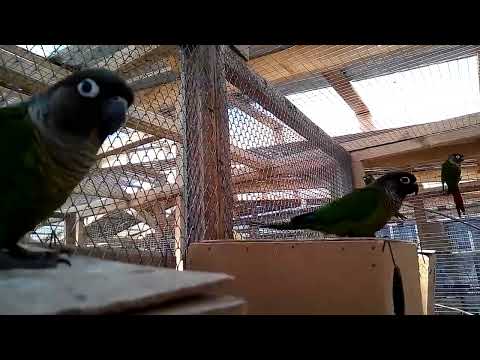 Parrot sound – Parrot voice – Funny Pyrrhura molinae – Aviary