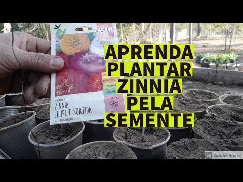 Vídeo: Fatos sobre sementes de flores de dália - Como plantar sementes de dália