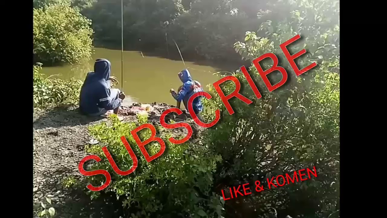 Mancing ikan belanak umpan tepung segitiga alhasil lumayan gaes