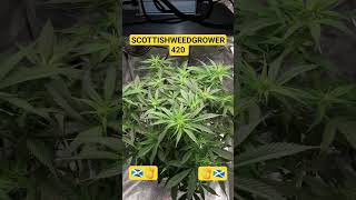 SCOTTISHWEEDGROWER420 AT YOUR SERVICE #freetheweed #420