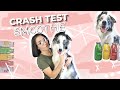 Crash test smoothie avec mon chien