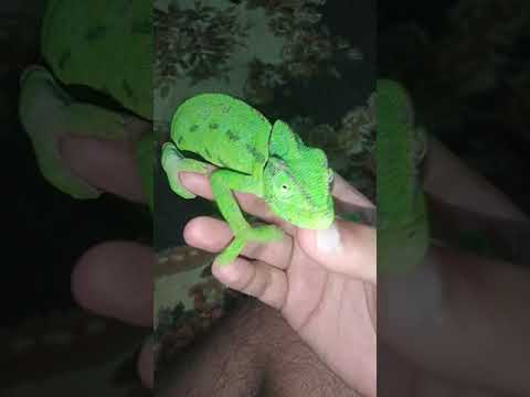 تربيه الحربايه الزراعيه المصريه في البيت 