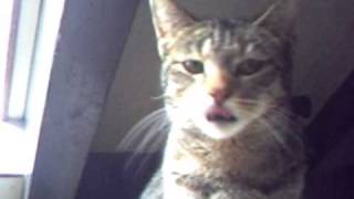 Lunatic cat with funny voice Resimi