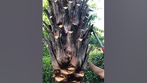 Sylvester Diamond Cut Trim/The Tree Planters Central Florida