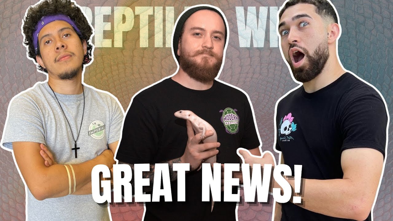 FINALLY SOME POSITIVE NEWS!!! | Reptiles With Podcast S04EP36 (REPTILE ...