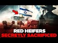 RED HEIFERS SECRETLY SACRIFICED IN JERUSALEM!