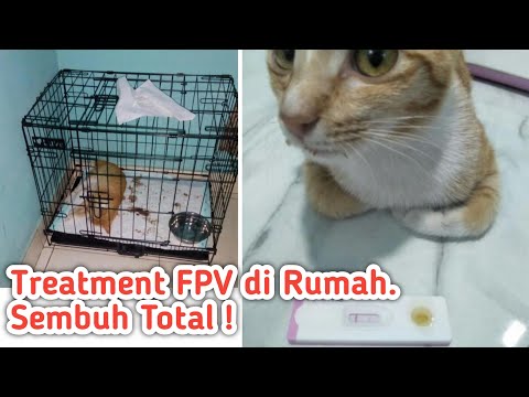 Video: Cara Menyembuhkan Kucing Yang Tidak Divaksinasi Untuk Panleukopenia