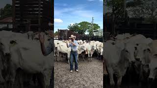 Segredos da compre e venda de gado