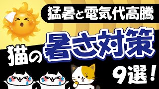 【2023年版】猫の暑さ対策猫の夏バテ対策と冷房効率アップ節電効果対策