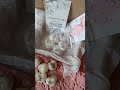 Ароматическое саше Чистое белье и лаванда Мелтс для аромалампы #праздник #праздник #свадьба #event