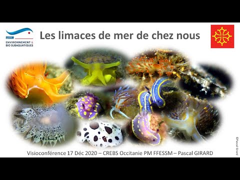 Vídeo: Decàpodes: característiques estructurals, representants, fotos. Llagostes, llamàntols, gambes