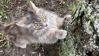 A Fluffy Cat Sister Without Brother