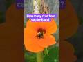 Are Bees Really this Cute?