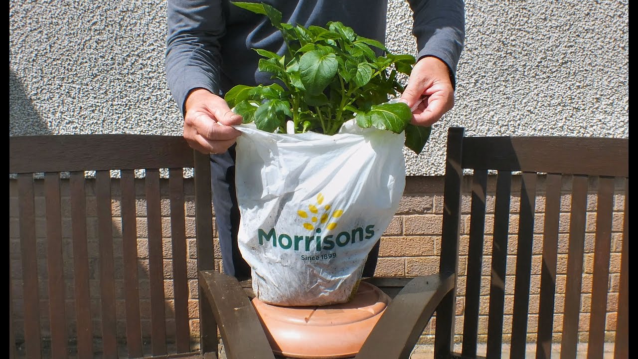 Growing Potatoes in Plastic Bags the Cheap & Easy Way 