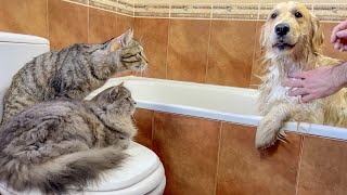 Golden Retriever Takes Bath Only with the Support of His Cats!