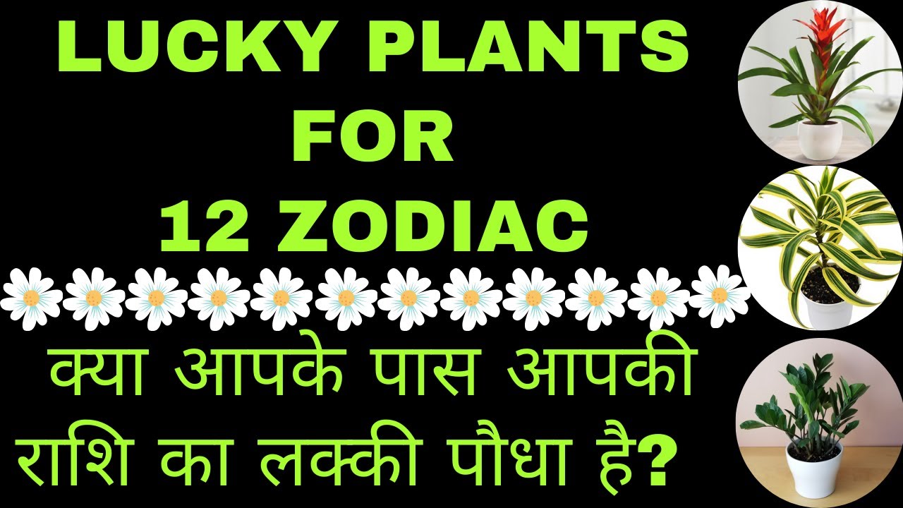 Lucky Plants For 12 Zodiac| जाने अपनी राशि का लक्की पौधा|