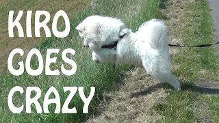 Samoyed Kiro goes crazy by Kiro 1,525 views 7 years ago 3 minutes, 46 seconds