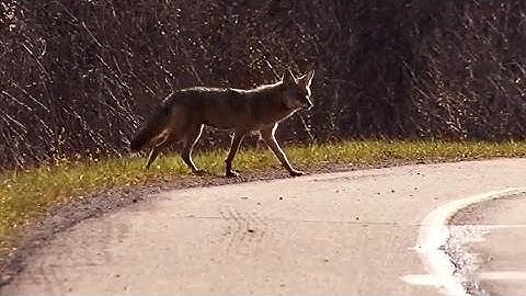 The 3 things you need to know to protect yourself from coyotes