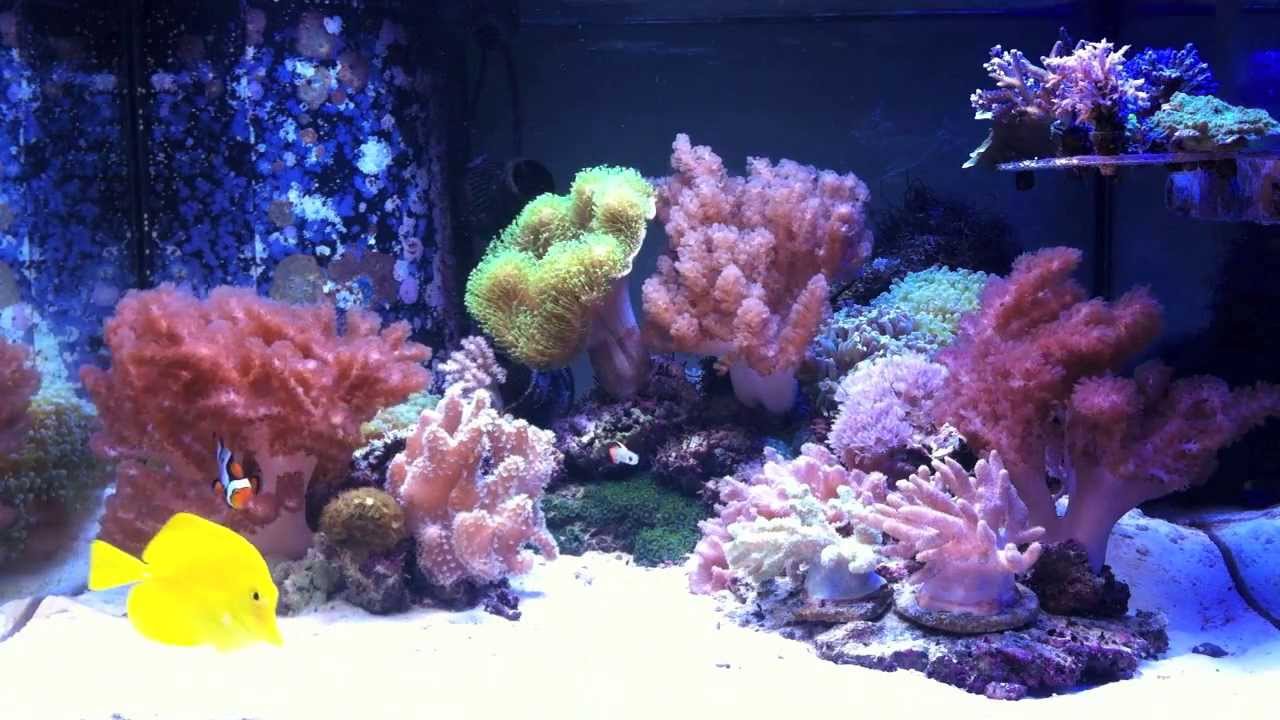 simple soft coral setup